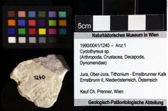 Foto (Objket + Etiketten) von Cyclothyreus sp. 